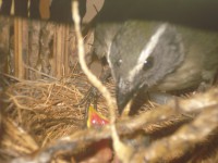 /album/galeria-de-fotos-fotos/ozzy-011-jpg/